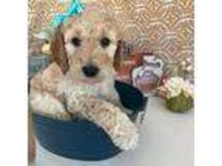 Goldendoodle Puppy for sale in Temecula, CA, USA
