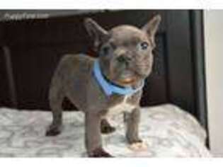 French Bulldog Puppy for sale in Cadott, WI, USA