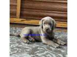 Labrador Retriever Puppy for sale in Owingsville, KY, USA