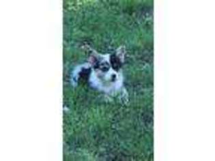 Pembroke Welsh Corgi Puppy for sale in Mineral Wells, TX, USA