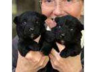 Scottish Terrier Puppy for sale in Los Angeles, CA, USA