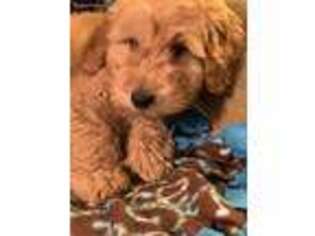 Goldendoodle Puppy for sale in Grayslake, IL, USA