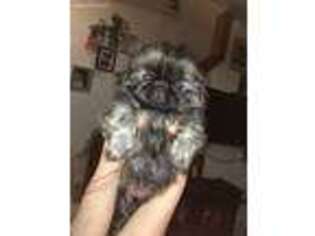 Pekingese Puppy for sale in Bellefontaine, OH, USA