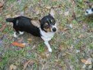 Rat Terrier Puppy for sale in ARCHER, FL, USA