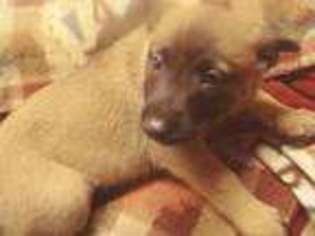 Belgian Malinois Puppy for sale in Mariposa, CA, USA