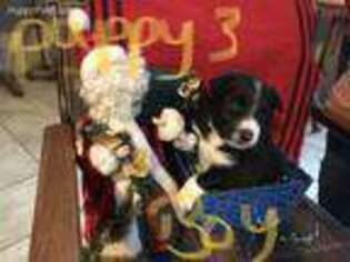 Border Collie Puppy for sale in Black River Falls, WI, USA