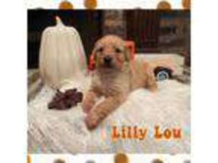 Goldendoodle Puppy for sale in Benton, LA, USA