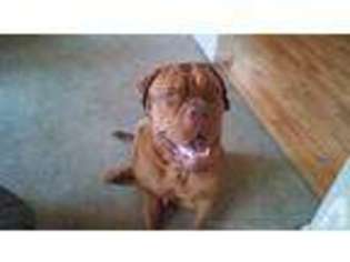 American Bull Dogue De Bordeaux Puppy for sale in NEWPORT NEWS, VA, USA