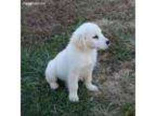 Golden Retriever Puppy for sale in Cassville, MO, USA