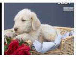 Labradoodle Puppy for sale in Canton, OH, USA