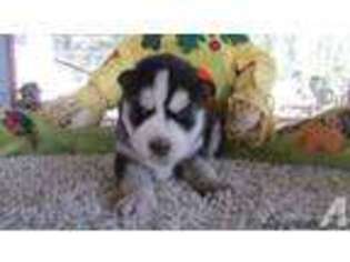 Siberian Husky Puppy for sale in WOODLAKE, CA, USA