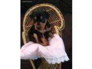 Miniature Pinscher Puppy for sale in Loxley, AL, USA