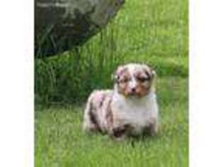 Australian Shepherd Puppy for sale in Kokomo, IN, USA