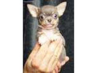 Chihuahua Puppy for sale in Warsaw, IN, USA
