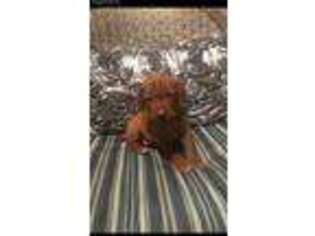 Vizsla Puppy for sale in Redding, CA, USA