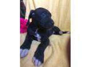 Great Dane Puppy for sale in Carthage, MO, USA