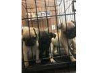 Pug Puppy for sale in Guyton, GA, USA