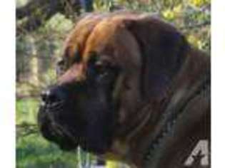 Mastiff Puppy for sale in ALBANY, OR, USA