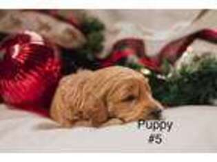 Goldendoodle Puppy for sale in El Dorado Hills, CA, USA