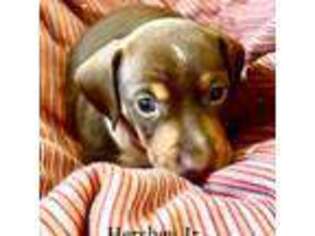 Dachshund Puppy for sale in Kent City, MI, USA