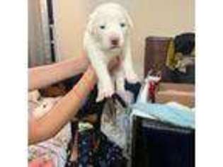 Great Pyrenees Puppy for sale in Jersey City, NJ, USA