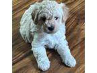 Goldendoodle Puppy for sale in Ballwin, MO, USA