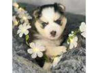 Mutt Puppy for sale in Wasilla, AK, USA