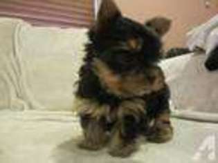 Yorkshire Terrier Puppy for sale in SPRING VALLEY, CA, USA