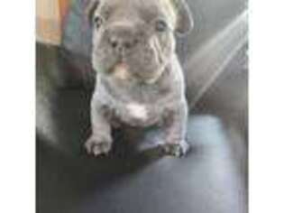 French Bulldog Puppy for sale in Sanford, ME, USA