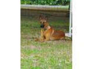 Belgian Malinois Puppy for sale in Ransomville, NY, USA