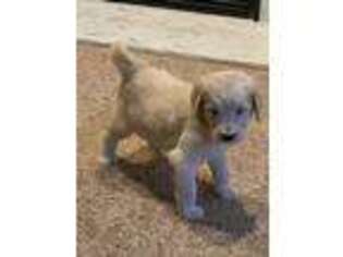 Goldendoodle Puppy for sale in Carmel, IN, USA