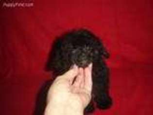 Mutt Puppy for sale in COLUMBIA, KY, USA