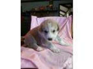 Mutt Puppy for sale in NINEVEH, IN, USA
