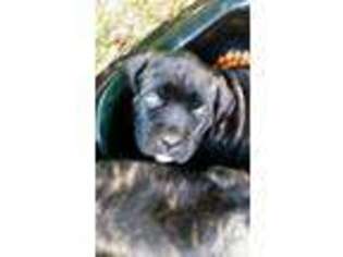 Mastiff Puppy for sale in POWELL, TN, USA