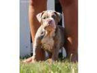 Olde English Bulldogge Puppy for sale in La Mirada, CA, USA
