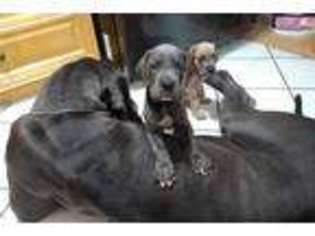 Great Dane Puppy for sale in Fort Lauderdale, FL, USA