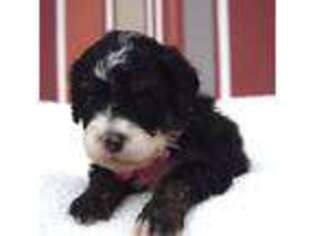 Mutt Puppy for sale in Campobello, SC, USA