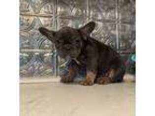 French Bulldog Puppy for sale in Norco, CA, USA