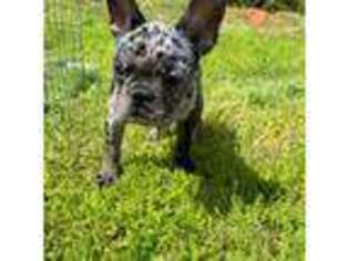 French Bulldog Puppy for sale in Beaumont, TX, USA