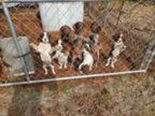 German Shorthaired Pointer Puppy for sale in Wray, GA, USA