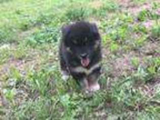 Alaskan Malamute Puppy for sale in Greensburg, KY, USA