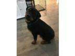 Rottweiler Puppy for sale in Capitol Heights, MD, USA