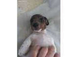 Dachshund Puppy for sale in Prescott, AZ, USA