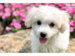 Coton de Tulear Puppy for sale in Canton, OH, USA