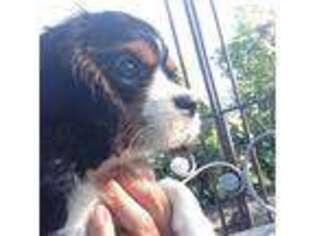 Cavalier King Charles Spaniel Puppy for sale in Hinckley, MN, USA