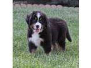 Bernese Mountain Dog Puppy for sale in Wellman, IA, USA