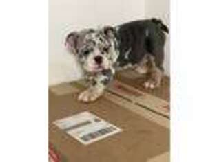 Bulldog Puppy for sale in Pittsburg, CA, USA