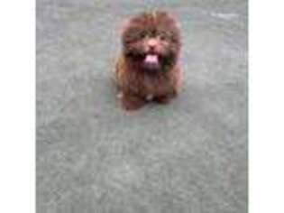 Mutt Puppy for sale in Boynton Beach, FL, USA