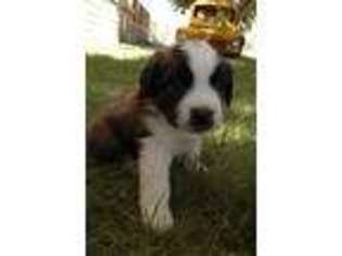 Saint Bernard Puppy for sale in Hinckley, UT, USA