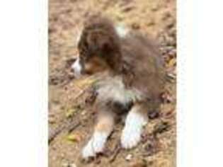 Miniature Australian Shepherd Puppy for sale in Mena, AR, USA